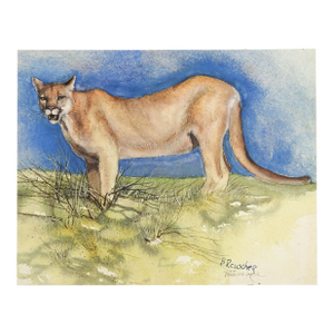 Late 20th Century Cougar Watercolor 2 Paintings in 1