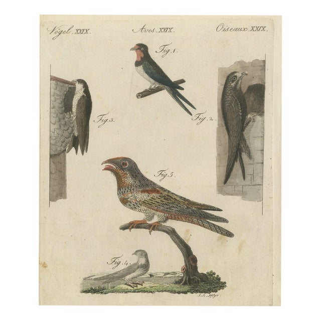 Bertuch, Swallows, Swifts and Nightjar, 1805, Print For Sale