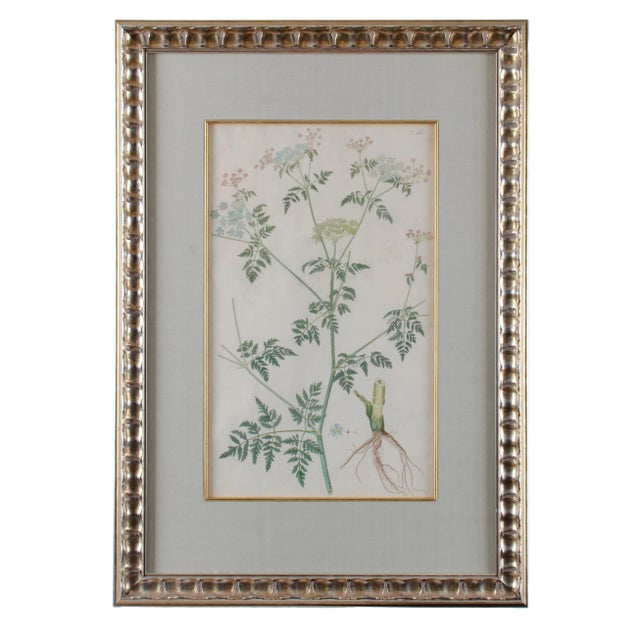 Late 18th Century Jacquin Flower Engravings - Set of 4 For Sale - Image 5 of 12