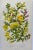 Antique W. Dickes & Co. Botanical Print From England Showcasing Yellow & Pink Varieties of Furze, Greenweed and Harrow...
