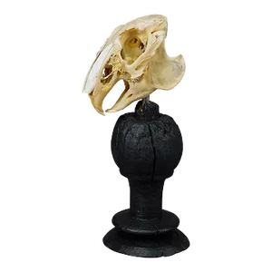 Antique Real Skull of a Rabbit, Germany Ca. 1900s