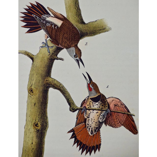 This is an original John James Audubon hand-colored royal first octavo edition lithograph entitled "Red-shafted...