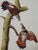 This is an original John James Audubon hand-colored royal first octavo edition lithograph entitled "Red-shafted...