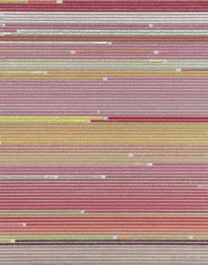 "AV_Tulip_Fields_006" Contemporary Limited Edition Photography Fine Art Print by Bernhard Lang