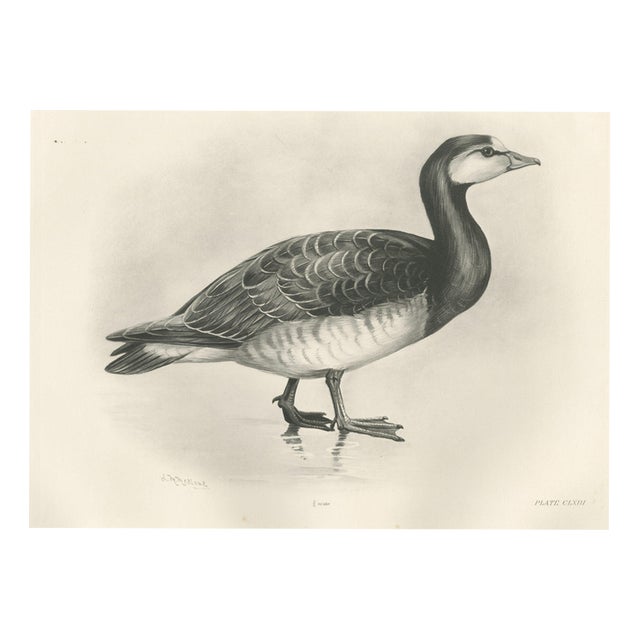 After Lilian Medland, Barnacle Goose, 1909, Print For Sale