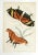 English Butterfly Engraving Prints by William Lizars - a Pair For Sale - Image 3 of 6