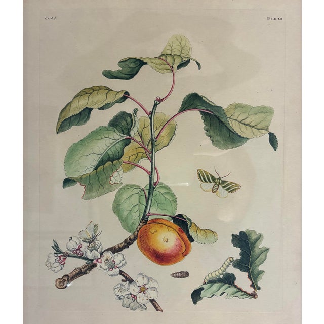 An elegant vintage botanical and natural history print depicting a beautifully detailed peach branch with delicate...