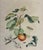 An elegant vintage botanical and natural history print depicting a beautifully detailed peach branch with delicate...