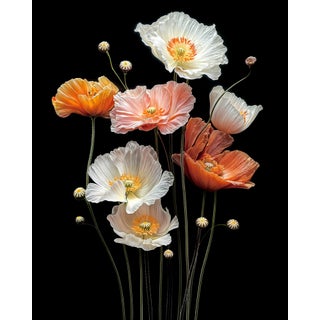 Poppies 15 Botanical Print For Sale