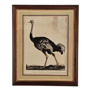 Linnaeus Engraving of an Ostrich, Netherlands Circa 1760