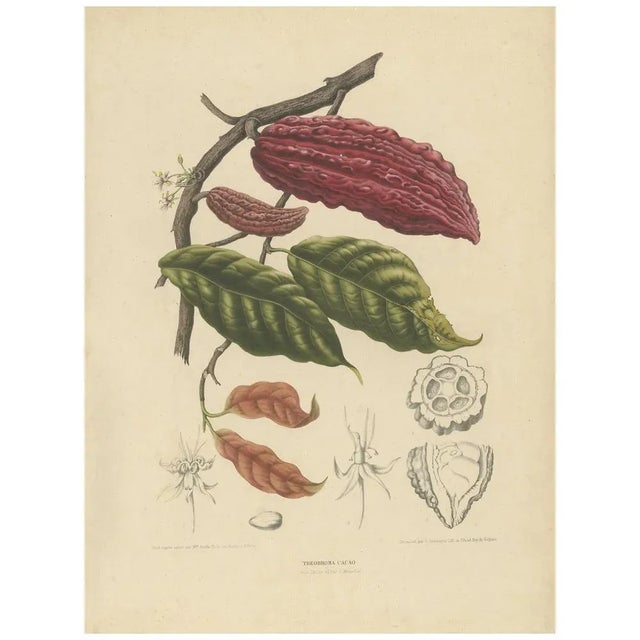 Theobroma Cacao – Cocoa Tree Botanical Lithograph c.1863 This antique botanical print depicts Theobroma cacao, known as...