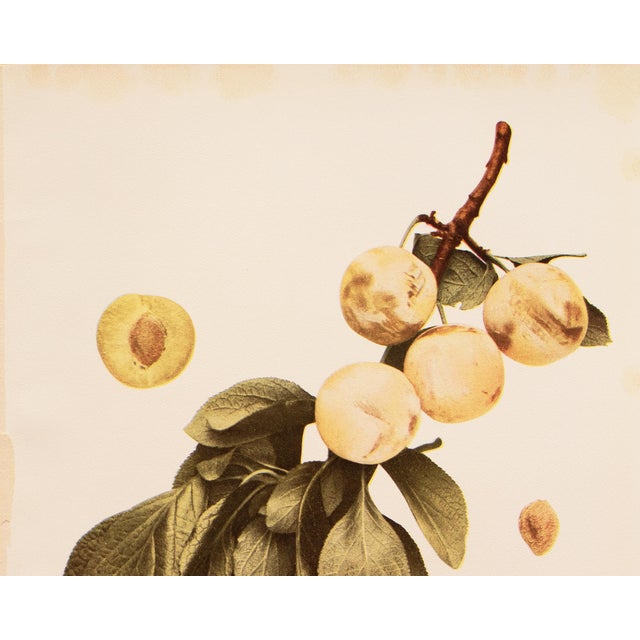 Farmhouse 1900s U. P. Hedrick, Original Antique Photogravure of Ouillins Plums For Sale - Image 3 of 7