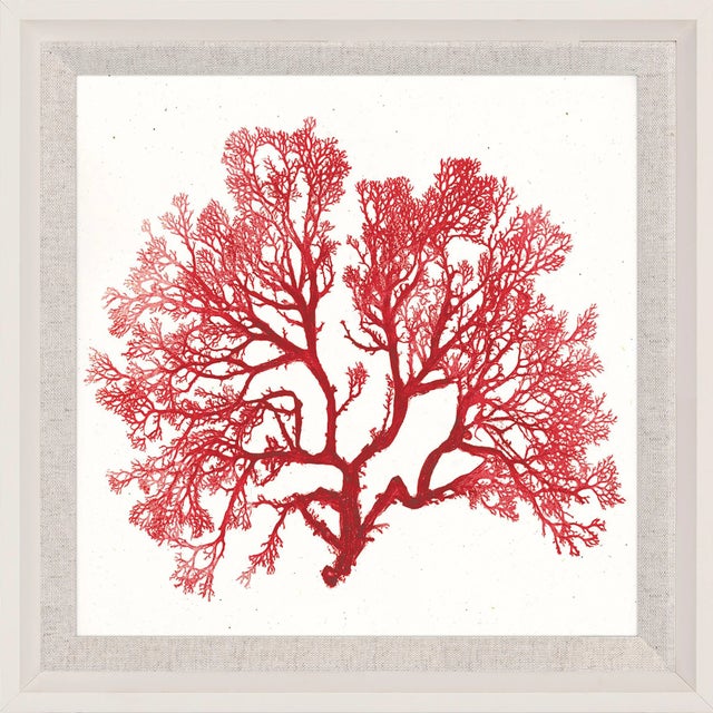 Bradbury Seaweeds 06, Framed Artwork For Sale