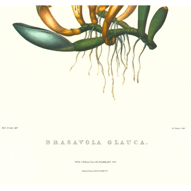 Realism Large 1973 Orchid Flower Lithograph "Brassavola Glauca" (Glaucous-Stemmed Brassavola) After James Bateman For Sale - Image 3 of 7