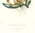 Realism Large 1973 Orchid Flower Lithograph "Brassavola Glauca" (Glaucous-Stemmed Brassavola) After James Bateman For Sale - Image 3 of 7