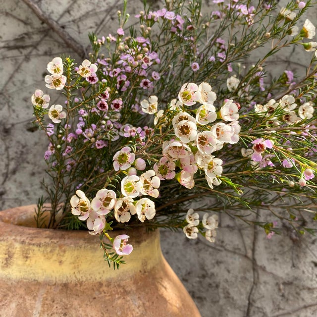 I'm absolutely smitten with this magnificent Biot jar. These jars were once used to transport oil, olives, and other...