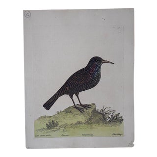 E. Albin18th Century Bird Engraving For Sale