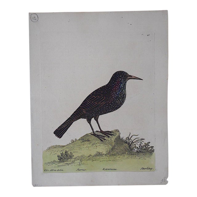 E. Albin18th Century Bird Engraving For Sale