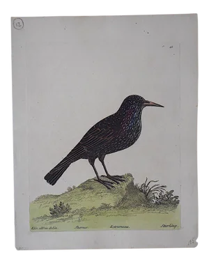 E. Albin18th Century Bird Engraving