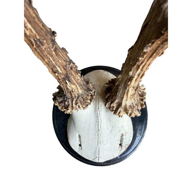 Cabin Roe Deer Trophy 205 Black Forest Antlers For Sale - Image 3 of 5