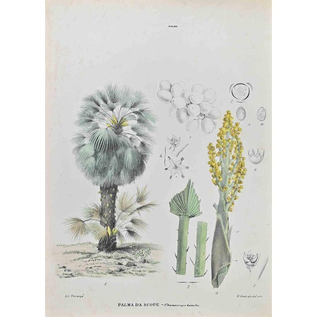 Lithograph hand watercolored. Belongs to the Series "Atlante di Botanica popolare ossia Illustrazione di Piante Notevoli...