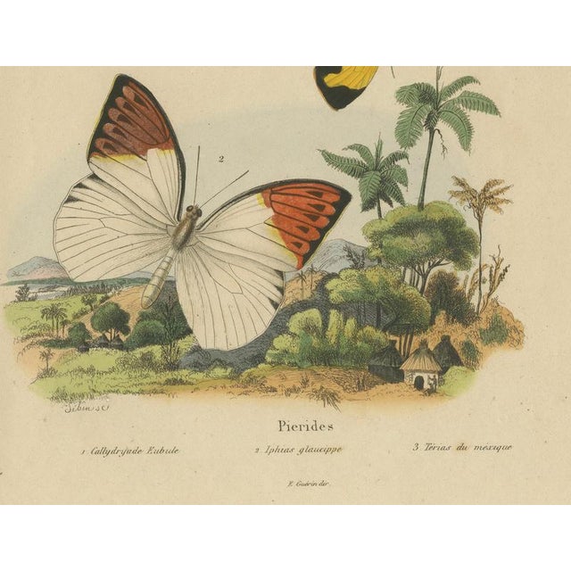 Guérin & Duméril, Butterfly and Moth, 1835, Engraving, Set of 2 For Sale - Image 5 of 10