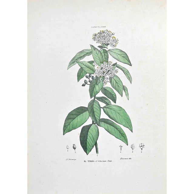 Vincenzo Tenore, The Tino, Lithograph, 1870s For Sale