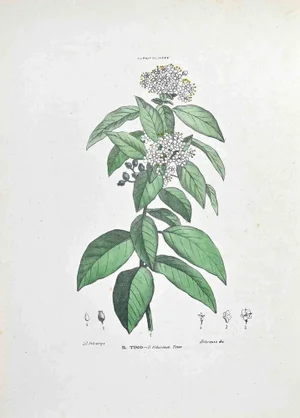 Vincenzo Tenore, The Tino, Lithograph, 1870s