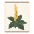 Euphorbia by Susan Hable For Sale