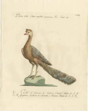 Manetti, Peacock, 1770, Paper