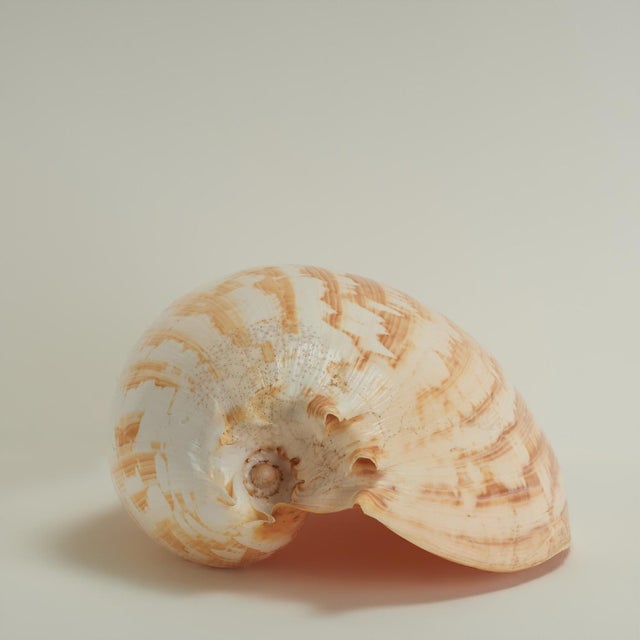 Large Melo Amphora Sea Shell For Sale - Image 4 of 10