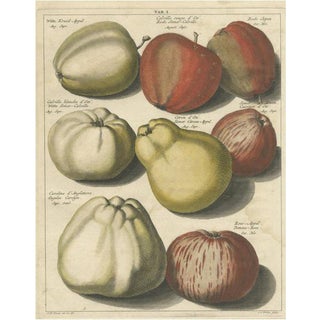 Various Apples, 1758, Paper For Sale