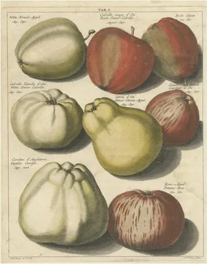 Various Apples, 1758, Paper