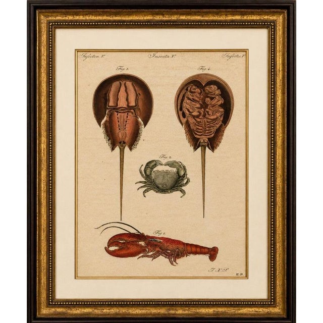 Antique lobster, crab & horseshoe crab engraving – bertuch, 1792 original antique hand-colored copper engraving depicting...