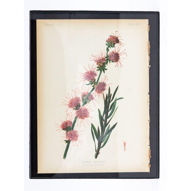 Staggerbush Botanical Print on Paper, Usa Early 20th C. For Sale - Image 4 of 8