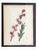 Staggerbush Botanical Print on Paper, Usa Early 20th C. For Sale - Image 4 of 8