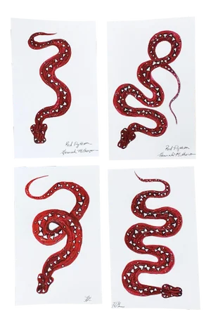 Red Python Art Print Series - Set of 4