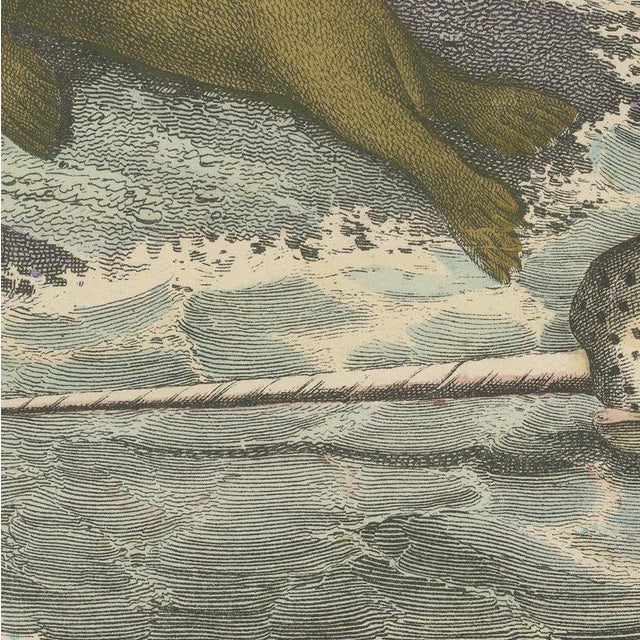 C. F. A. Kolb, Walrus and Narwhal, Arctic Sea Scene with Manatee, 1890, Print For Sale - Image 4 of 12