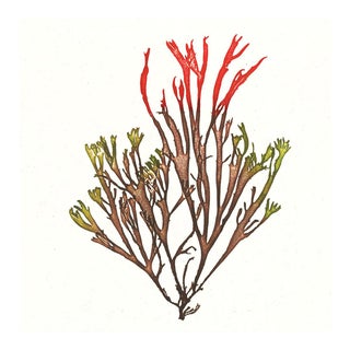 Bradbury Seaweeds 04, Unframed Artwork For Sale