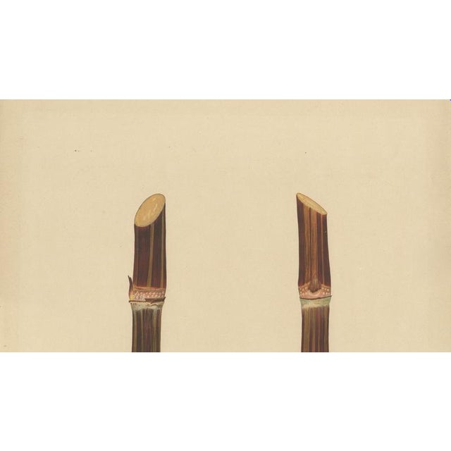 Late 19th Century Sugarcane, 1892, Paper For Sale - Image 5 of 10