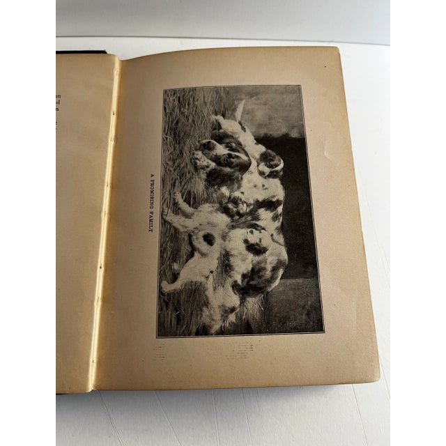 1906 Modern Breaking Setters Pointers Dog Book For Sale In New York - Image 6 of 10