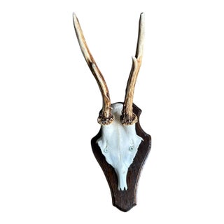1980s Roe Deer Trophy 19 Black Forest Antlers Mount For Sale