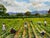 Wood British 20th Century Landscape Oil Painting, Strawberry Pickers Harvesting in West Sussex South Downs For Sale - Image 7 of 18