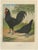 Christian Förster, The Distinctive La Flèche Chicken, 1888, Lithograph, Print For Sale - Image 10 of 10