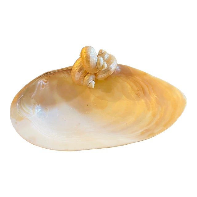 Large Clam Sea Shell Vide Poche Dish For Sale