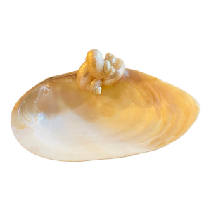 Large Clam Sea Shell Vide Poche Dish