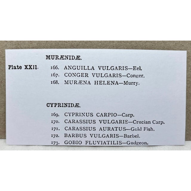 Antique Fish Print From England Featuring Eel, Conger, Murry, Goldfish, Barbel, Gudgeon & Varieties of Carp - Circa 1902 For Sale - Image 9 of 11