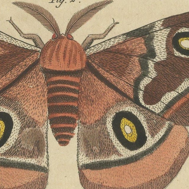 Bertuch, Exotic Butterflies and Saturniid Moth, 1815, Print For Sale - Image 6 of 12