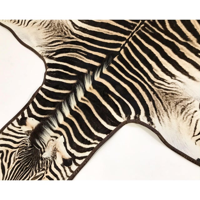 Forsyth Zebra Hide Rug Trimmed in Leather 6'10" x 7'7" Chairish