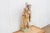 Antique Indian Stone Garden Statue For Sale In Los Angeles - Image 6 of 8